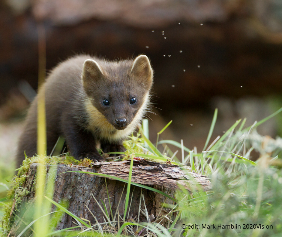Pine martens ‘thriving’ in South West after historic reintroduction