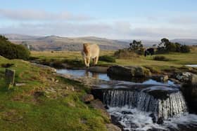 A pony on Dartmoor