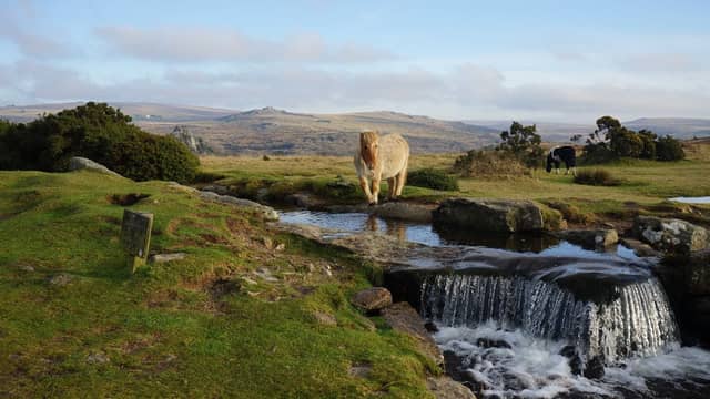 A pony on Dartmoor