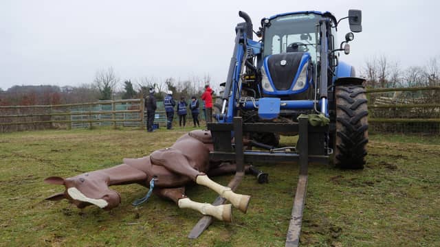 The sanctuary takes on specialist equine training