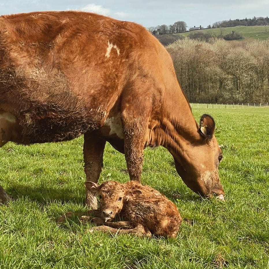© Taw River Dairy Facebook page