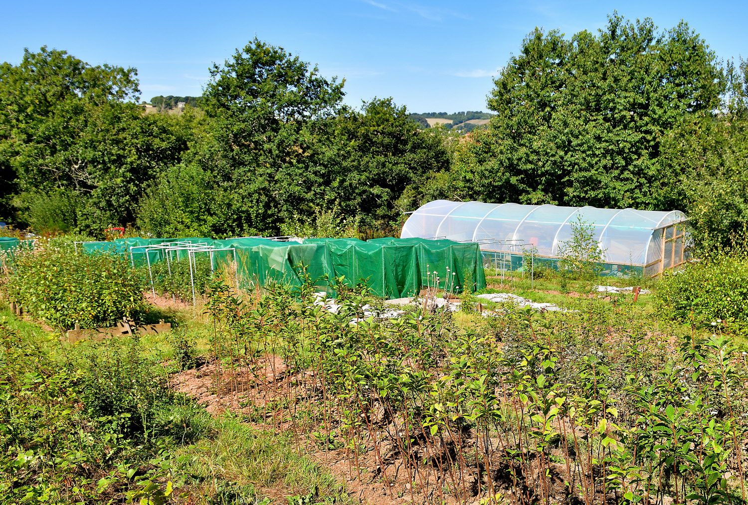 MOOR TREES PART 1 – A CHARITY WITH A MISSION TO RESTORE NATIVE WOODLAND ...