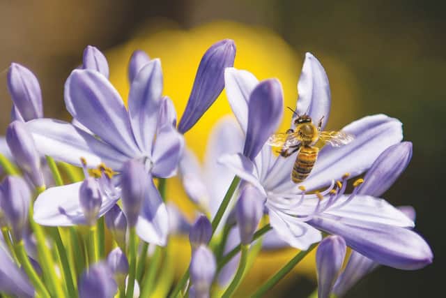 Bee positive