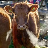 Rendells Cattle Sale, Chagford.