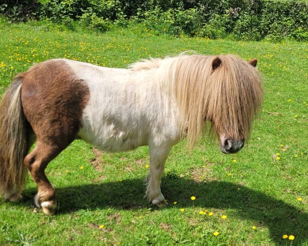 Scooter, a therapy pony from Bere Alston, was injured while fleeing from a dog in a paddock