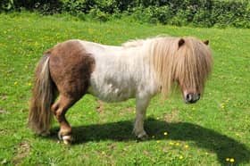 Scooter, a therapy pony from Bere Alston, was injured while fleeing from a dog in a paddock