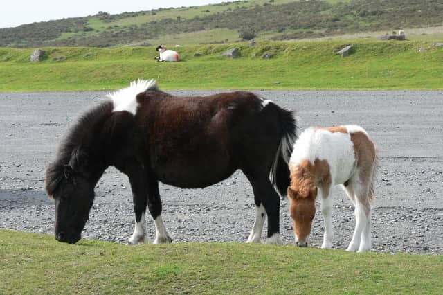 Dartmoor Hill Ponies, mare and foal
