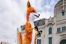 "A giant inquisitive fox called Farrah is visiting Ivybridge on Saturday"
