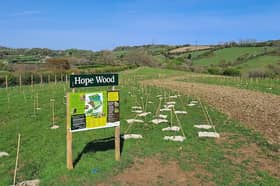 Hope Wood, South Brent
