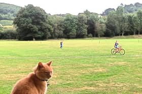 Isaac, the Chagford cat, at the cricket ground