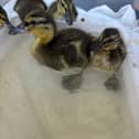The six ducklings settling into their new home