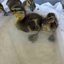 The six ducklings settling into their new home