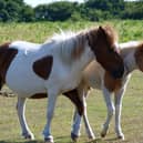 Plymouth warns Dartmoor wildfire risk could grow if pony numbers fall