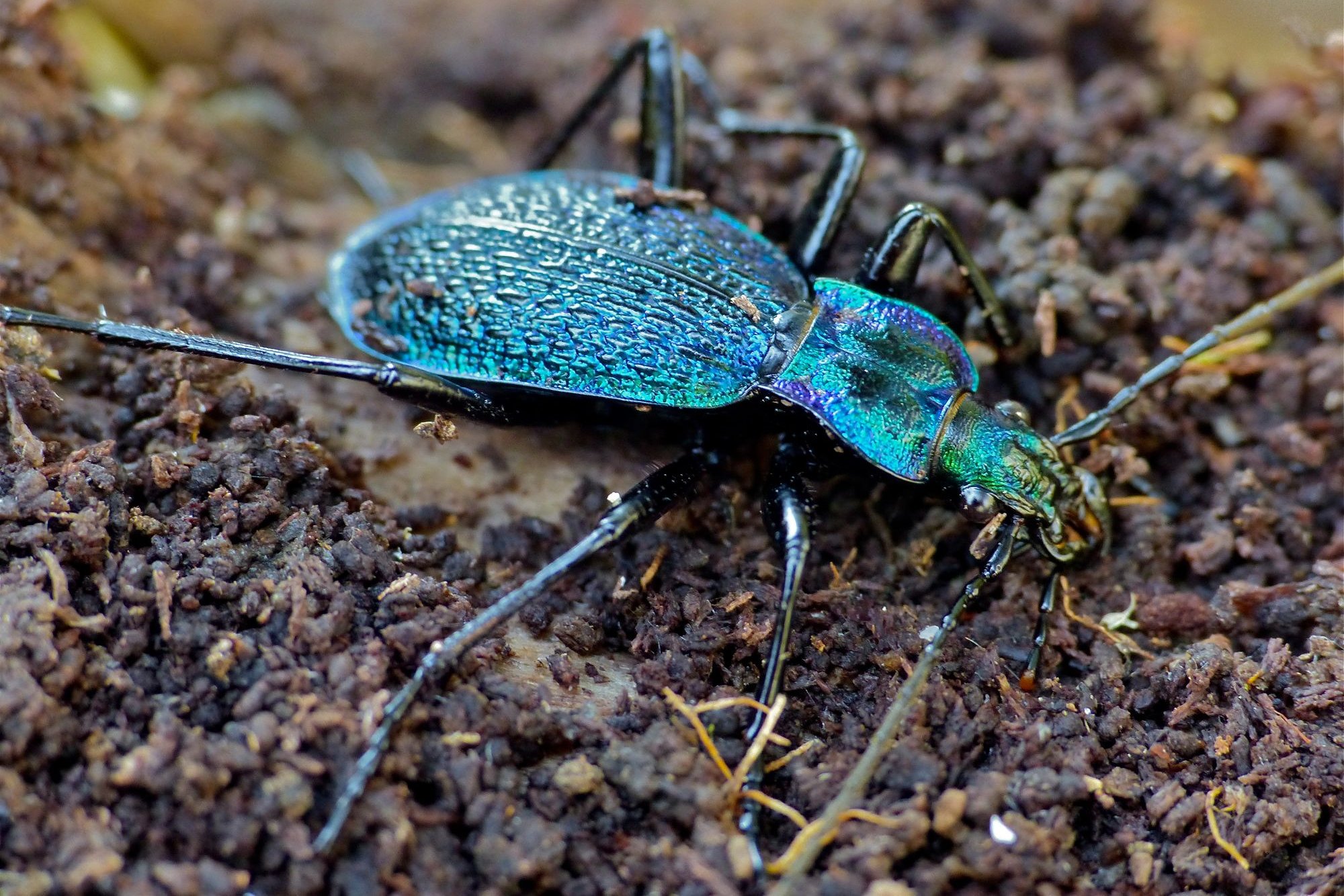 Lottery funding boost for project to protect Dartmoor's rarest insects