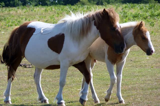 Dartmoor Ponies