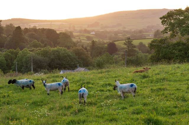 Views across fields which will be built on if developers secure planning permission at Violet Lane, Tavistock
