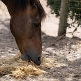 Heatwave drives soaring costs for Devon horse sanctuary