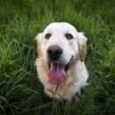 A new West Devon animal licensing policy is now open for public consultation