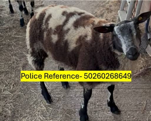 Police are appealing for witnesses following the theft of five Dutch Spotted ewes