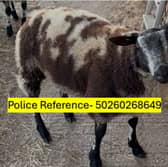 Police are appealing for witnesses following the theft of five Dutch Spotted ewes