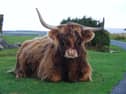 Public invited to help shape Dartmoor’s future as National Park marks 75 years  