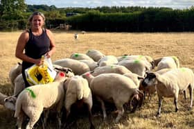 Councillor and farmer, Cheryl Cottle-Hunkin, with her sheep