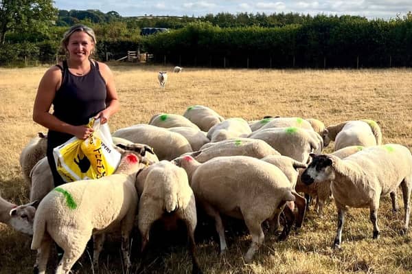 Councillor and farmer, Cheryl Cottle-Hunkin, with her sheep