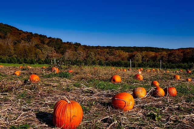 Discover Devon’s pumpkin patches with family days out near Dartmoor