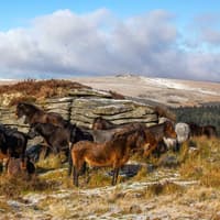 Ice Age discovery reveals possible ancient link to Dartmoor’s hill ponies