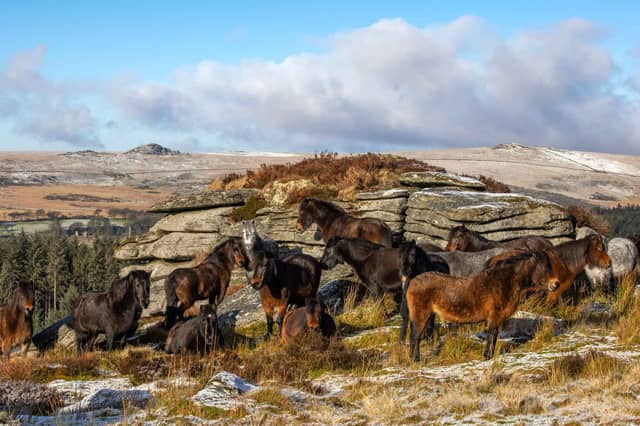 Ice Age discovery reveals possible ancient link to Dartmoor’s hill ponies