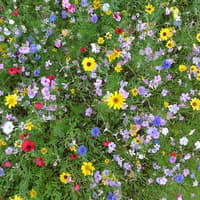 Volunteers invited to create wildlife haven at Sticklepath’s Oak Tree Green