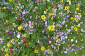 Volunteers invited to create wildlife haven at Sticklepath’s Oak Tree Green