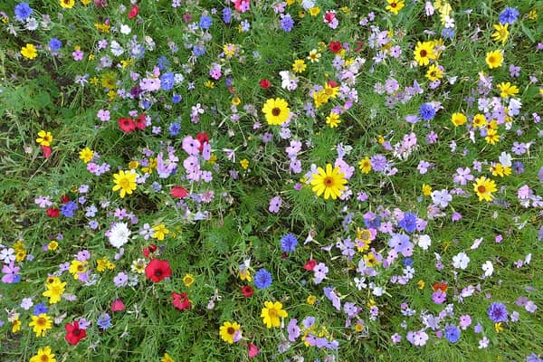 Volunteers invited to create wildlife haven at Sticklepath’s Oak Tree Green