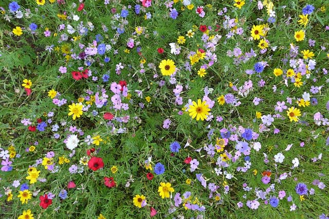 Volunteers invited to create wildlife haven at Sticklepath’s Oak Tree Green