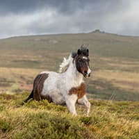 Ice Age discovery reveals possible ancient link to Dartmoor’s hill ponies