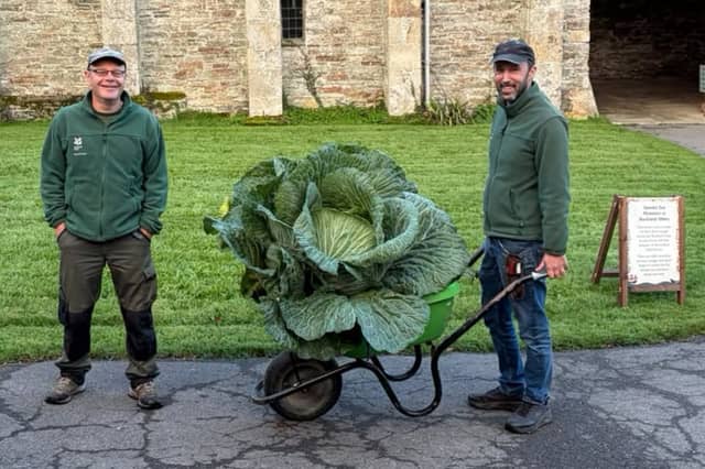 Sam (holding wheelbarrow) and Ryan, the garden team at Buckland Abbey with their 10kg cabbage