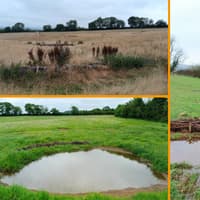 Natural flood defences cut peak river flows by up to 62% in Devon study