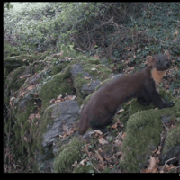 Pine marten confirmed living in South Devon