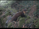Female pine marten in South Devon