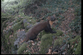 Female pine marten in South Devon