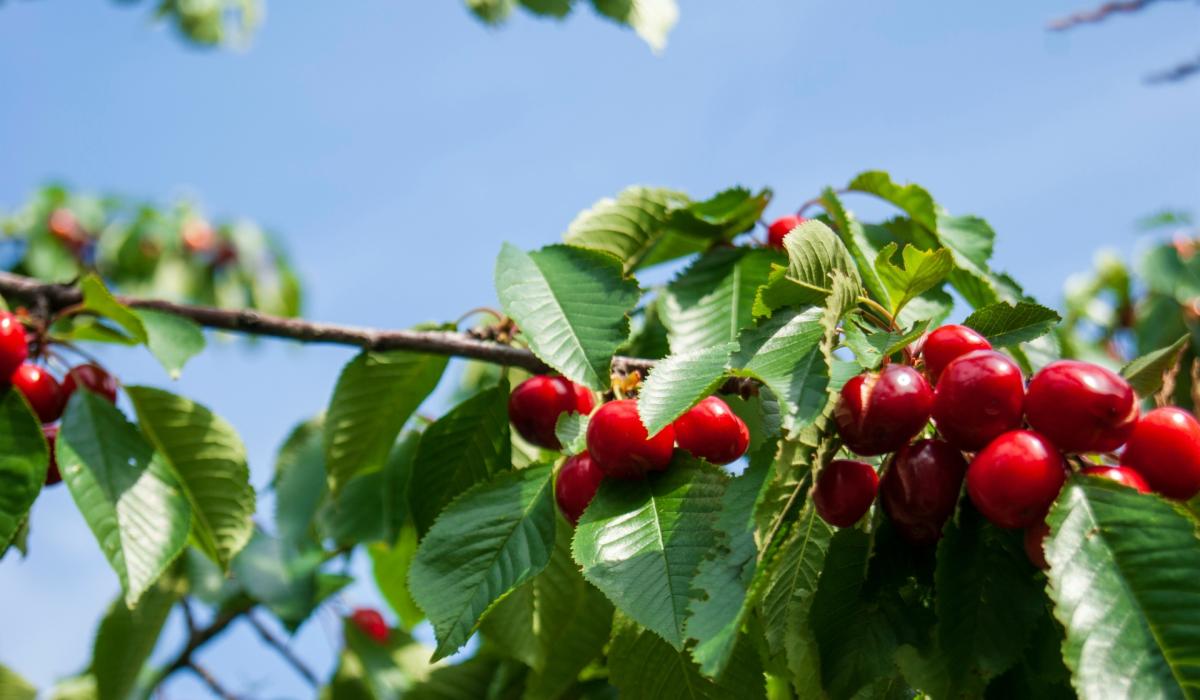 Embrace the Winter Solstice: Shortest Day of the Year