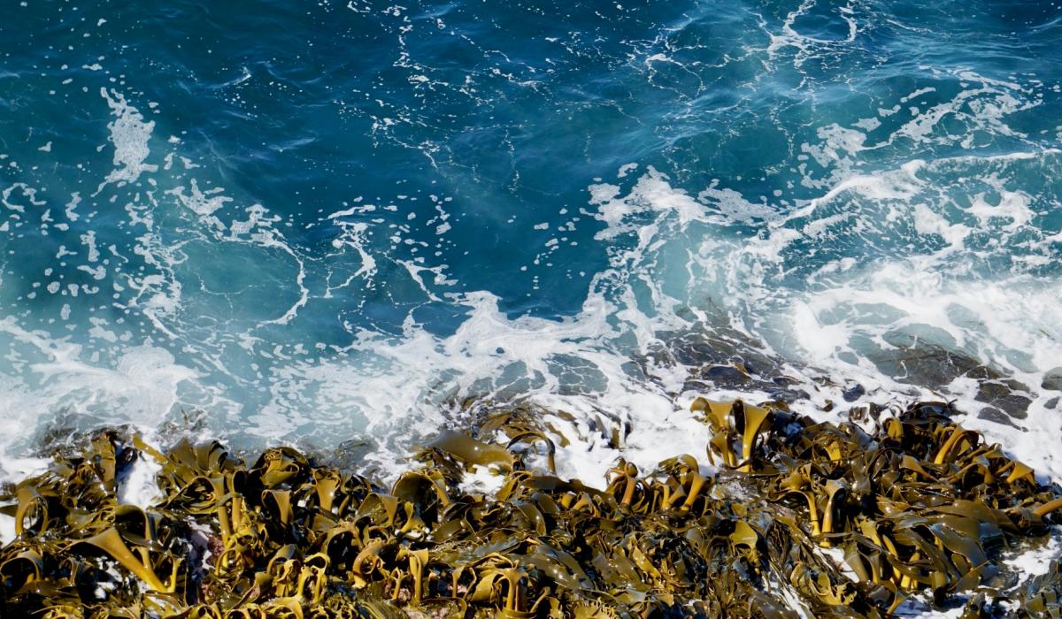 Gardening: Chicken pellets, seaweed and fish bones – the February ...