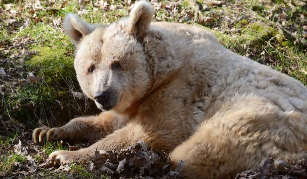Dartmoor Zoo’s Fudgy bear has died