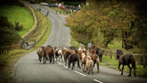 Dartmoor Ponies Credit- Dartmoor Commoner's Council