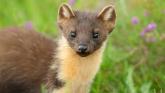Pine marten Credit- Terry Whittaker
