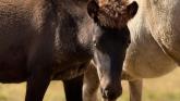 Mare and Foal Sanctuary reveal beautiful foal’s new name