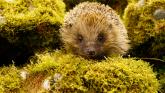 Members are looking at ways to promote hedgehog welfare Image- Cllr Sue Simmons