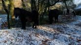 Dartmoor ponies near Horrabridge (Image- David Townsend)