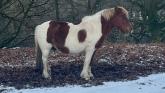 A Dartmoor Pony in last week's snow and ice (Image- Jamie Townsend)