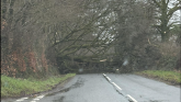 The fallen tree on the Brentor to Tavistock road has led to traffic disruption (Image credit- Sarah Michelle Foster)